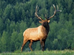 Elk Photo: Charlie Schwarz