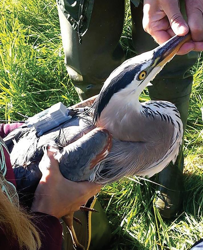 Heron tagging