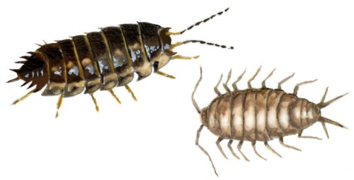 Isopods