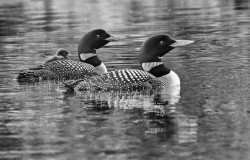 4_loons_family_july.jpg