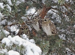 Owls Photo: Tami Gingrich