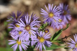Purple blossoms Photo: Jack Saul