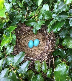4_robin_eggs_may.jpg