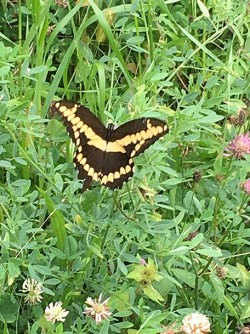 4_swallowtail_august.jpg