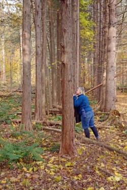 Hollow tree Photo: Geoffrey Bluh