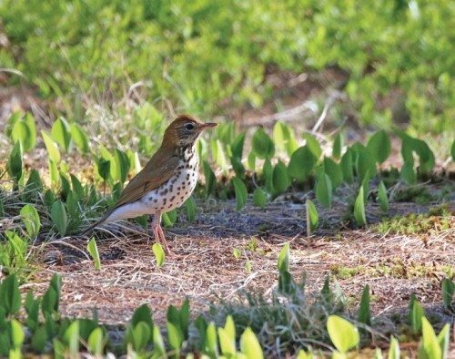 Wood thrush