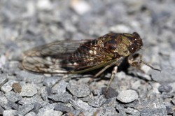 Northern dog-day cicada Photo: Ann Little