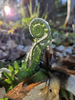 Fern Photo: Tammis Coffin