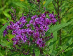 Ironweed Photo: Karen Dapp