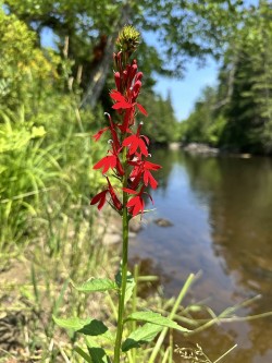 Cardinal flower Photo: Bekky Honkala