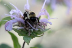 Bee Photo: Jackson Saul