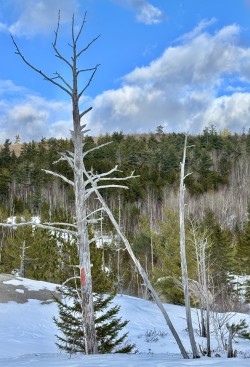 5-merchant-above-ground-biomass.jpg Photo: Roger Merchant