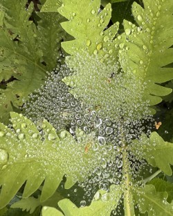 Raindrops on web Photo: Alice Webb