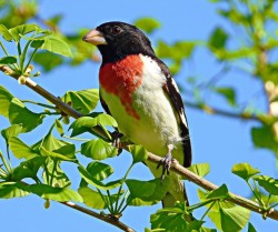 Rose grosbeak Photo: Richard Philben