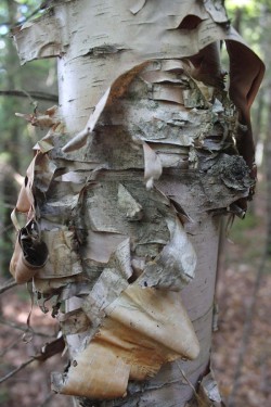 Birch Bark Photo: John Blaser