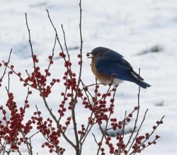 Bluebird snack Photo: Larry Litke