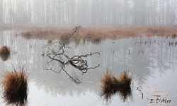 Foggy bog Photo: Eric D'Aleo