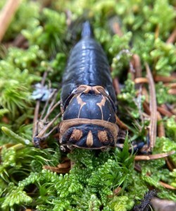 Cicada Photo: Kirk Gentalen