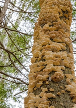Fungus on tree Photo: Kathy Faber-Langendoen
