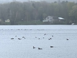 Loons Photo: Bobby Battle