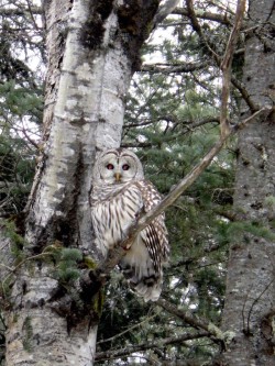 Barred Owl Photo: Frank Kaczmarek