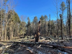 Early successional habitat Photo: Alex Barrett