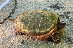 Snapping turtle Photo: Richard Philben