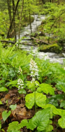 Foamflower Photo: Tammis Coffin