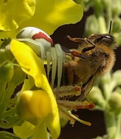 bee Photo: Penelope Harris