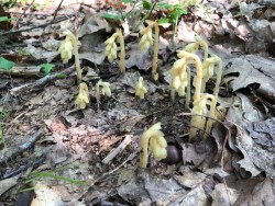 Pine sap Photo: David Porter