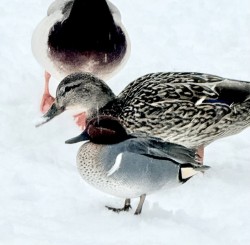 Teal mallards Photo: David Nallett