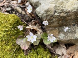 Hepatica Photo: Terryanne Maenza-Gmelch