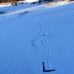 Bobcat tracks Photo: Ben Haubrich