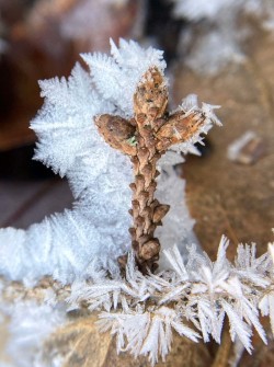 Hoarfrost Photo: Kirk T. Gentalen