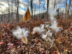 Milkweed Photo: Sheri Larsen