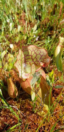Pitcher plants Photo: Sue March
