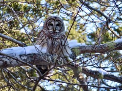 Owl Photo: John DeWitt