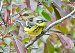 Magnolia warbler Photo: Karinne Heise