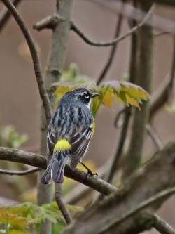 Yellow Warbler Photo: Charlie Schwarz