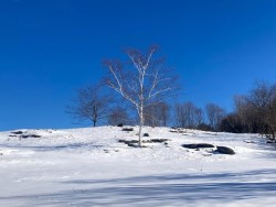 Winter birch Photo: Richard Philben