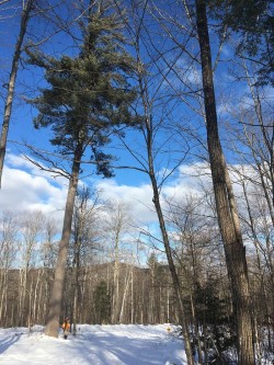 White Pine Photo: Alex Barrett