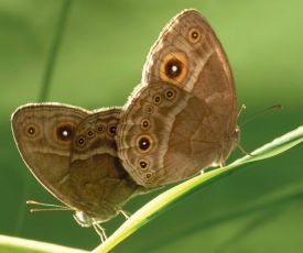 55NW_SUM11.jpg thumbnail