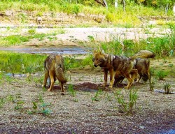 Coyotes Photo: Donald Wharton