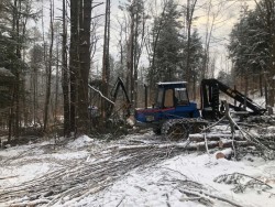 Tree harvest Photo: Andrew Sheere