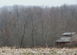 Bald eagles Photo: Tami Gingrich