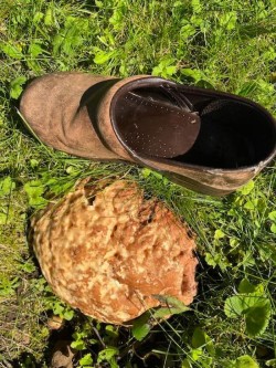 Big boletes Photo: Tricia Knoll