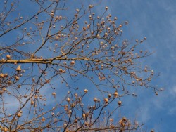 Tulip tree Photo: Ross Lanius