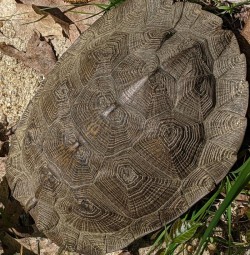 Wood turtle Photo: Marcy Stanton