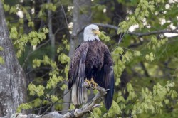 Regal eagle Photo: Karen Suhrhoff