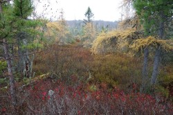 Forests Photo: John Blaser